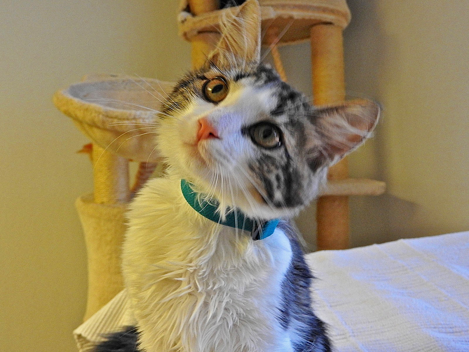Adopt A Friend: Tomato